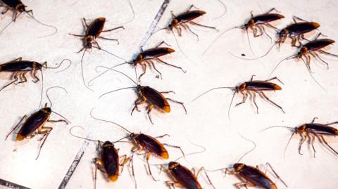 Multiple cockroaches on a white background. They are a shade of brown.