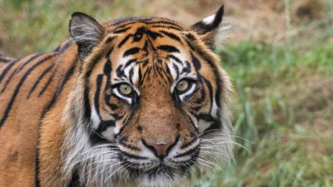 Sumatran tiger