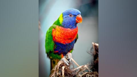 Rainbow lorikeet. The colourful bird has a orange beak. The bird also has green , blue and yellow feathers. It is perched on a branch