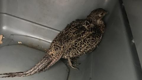 Female pheasant inside a car