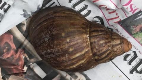 Snail after being rescued