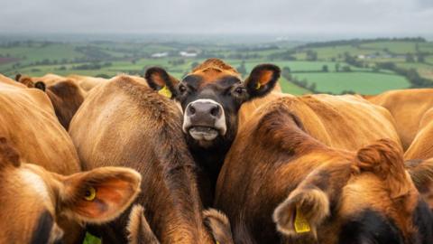 The image shows a group of Jersey cows in a Devon field.
