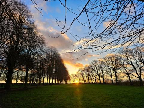 Sun sets behind a row of wintry looking trees in a park 