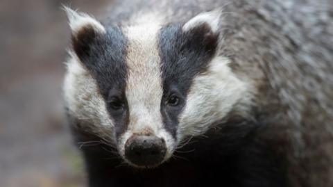 A close up of a badger