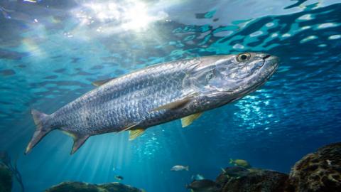 The Atlantic tarpon - a silvery fish with yellow fins and an upturned mouth is seen swimming in aqua blue water and the sun reflecting off the surface. In the background are brown corals and other similar sized fish