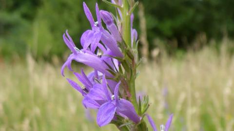 A purple flower on a green stem