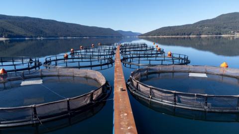 Ceidsichean air tuathanas-èisg