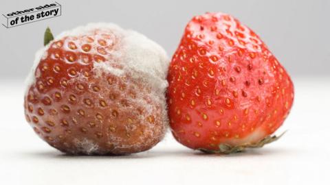 Two mouldy strawberries