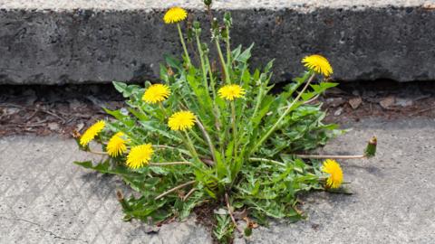 Dandilion plant growing through a pavement crack