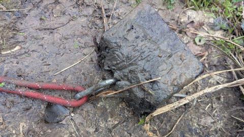A muddy river nak with a red elastic leash tied to a big square weight