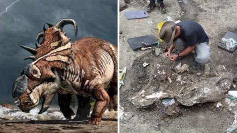 Split screen of illustration of dinosaur and a man excavating the head of a dinosaur