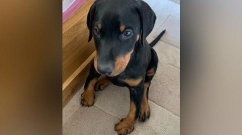 A black and brown Doberman puppy with deformed front legs sat on a tiled floor. 