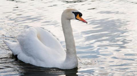 A white swan with black and yellow beak on water.