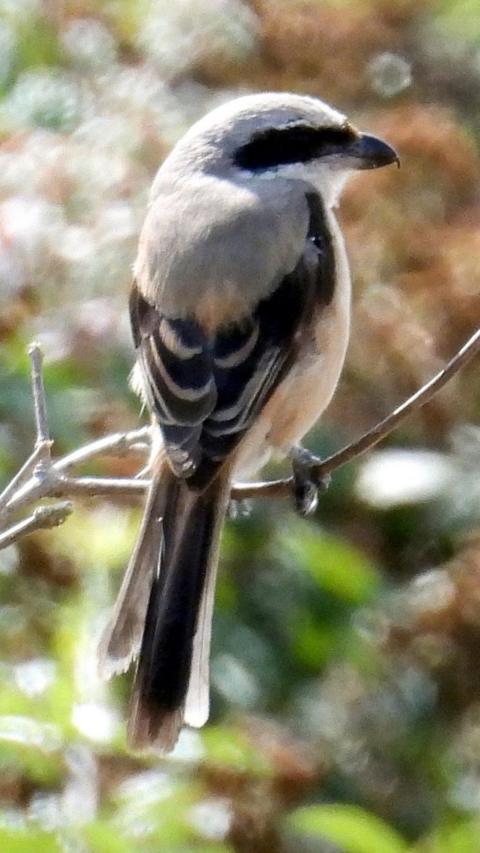 Long-tailed shrike captured with it's back to the camera.