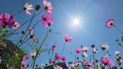 Pink and purple flowers seen from underneath looking up into a bright blue sky with a white starburst Sun