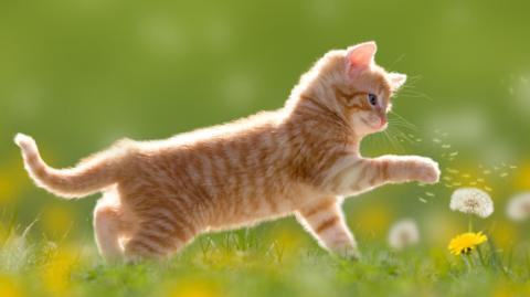 Kitten plays in a field with a dandelion