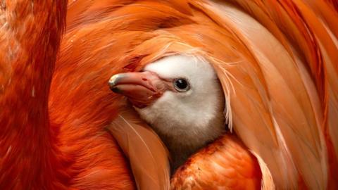 A flamingo chick looking up. It is sat with its face poking out of the parent flamingos feather.