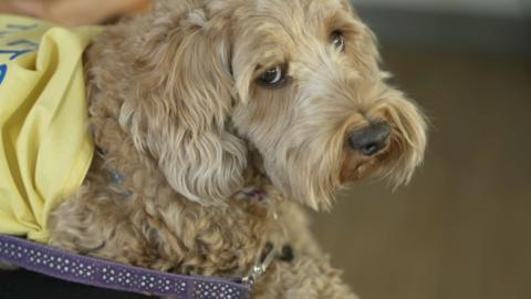 A close up of light brown cockapoo who is looking directly into a camera, she has a yellow clothing on and a purple lead. 