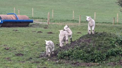 Three lambs perched on a grassy mound in a fenced field with a heavy farm roller in the background.