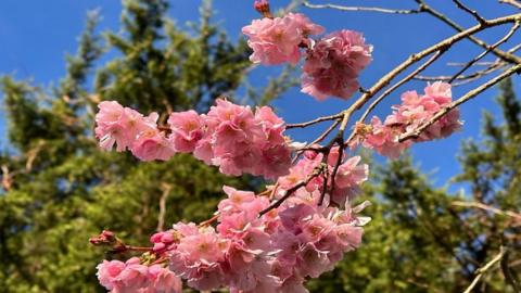 Pink blossom on a tree branch with trees and blue sky behind