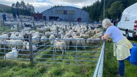 Uain ann an cròthannan aig Fèill na Luirge