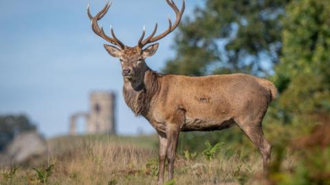 Red stag near Old John in Bradgate Park, Leicestershire