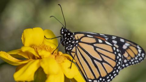 A monarch butterfly sits on a flower