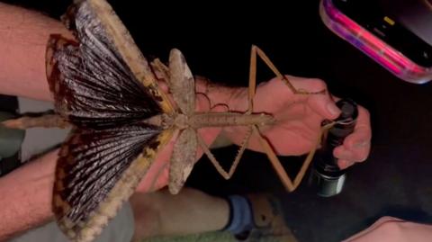 Supersized stick insect discovered in Australia