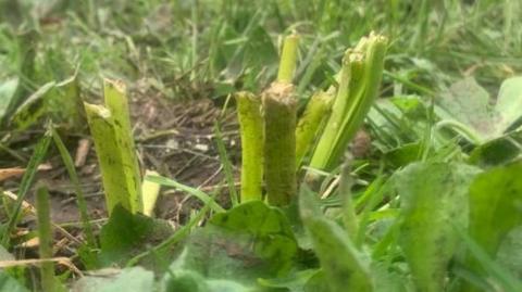 Snapped shoots from a bulb coming out of the soil.
