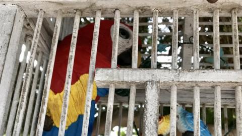 Plastic parrot in cage