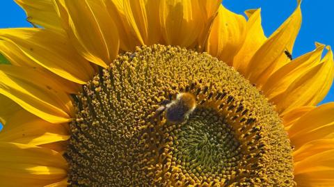 Close up of a sunflower against a blue sky