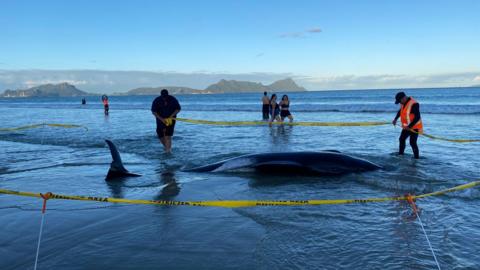 A stranded pilot whale in shallow water with a yellow-tape barrier around it and six people in the water taking part in the rescue efforts