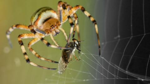 A spider devouring its prey