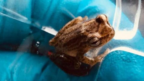 Tiny frog found in school bananas