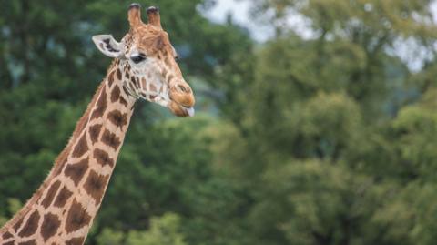 A giraffe sticking its tongue out standing against trees