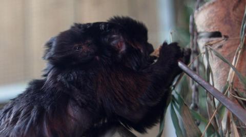 The Goeldi's monkey baby on the back of its mum Rosa 