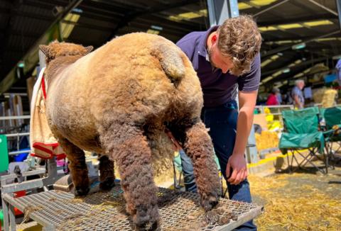 Man shearing sheep