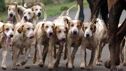 A pack of hunting hounds - about 10 of them are in the frame - close to the hooves of a horse, running along a tarmac road. The dogs are white and tan and most of them have their pink tongues hanging out.