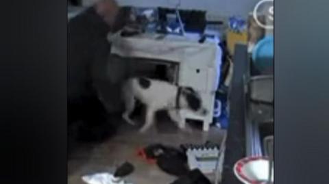 A still from a video clip shows a man kneeling beside a dog. The man is wearing a black top. The dog is white with black ears and a small black patch on its back, and it is stepping away from the man. They are in a room with a desk and some items scattered on the floor.