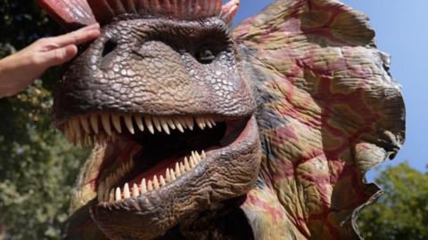 The photo shows a dilophosaurus puppet facing the camera. It has a brown body, and an orange spike on its head. Someone's hand is outstretched from behind the camera and is stroking its head.