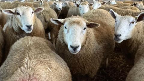 A flock of sheep looking at the camera.