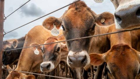  Cattle are herded in a stable in Hamilton, Texas on June 5, 2026 