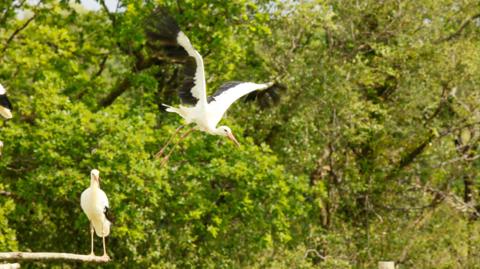 One young white stock, with black markings on its wings, launches into flight from a perch against a backdrop of green trees.  Another stork sits on the perch and watches.