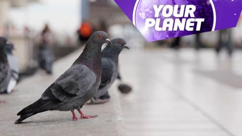 Pigeons in Paris and the Your Planet logo