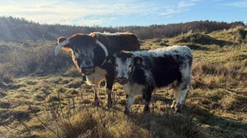 Two brown and white English longhorn cows are standing side by side on a grassy sand dune in Formby.