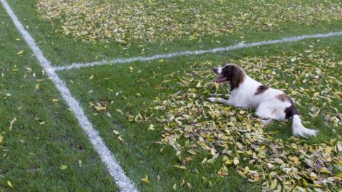 Dog lying down on sports pitch marked with white lines