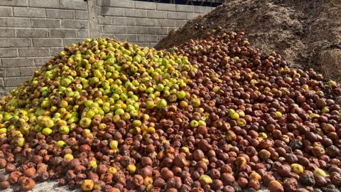 A pile of apples, some of which are rotting