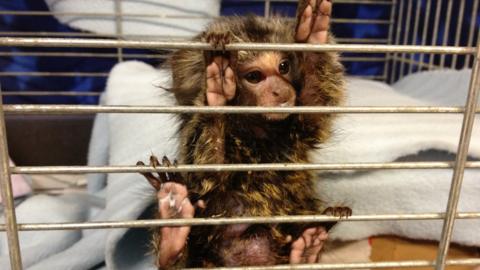 A baby monkey clings to bars in a cage