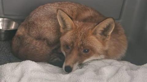 Nero the fox after being captured at Heathrow Airport