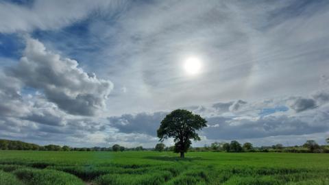 Sun halo amid a cloudy sky over a grass field with tree in the middle